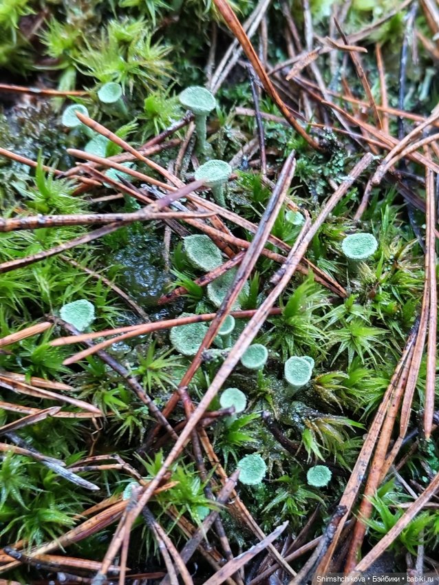 Грибной ноябрь — Авторские куклы BJD (БЖД) у нас дома: фото (фото 10)