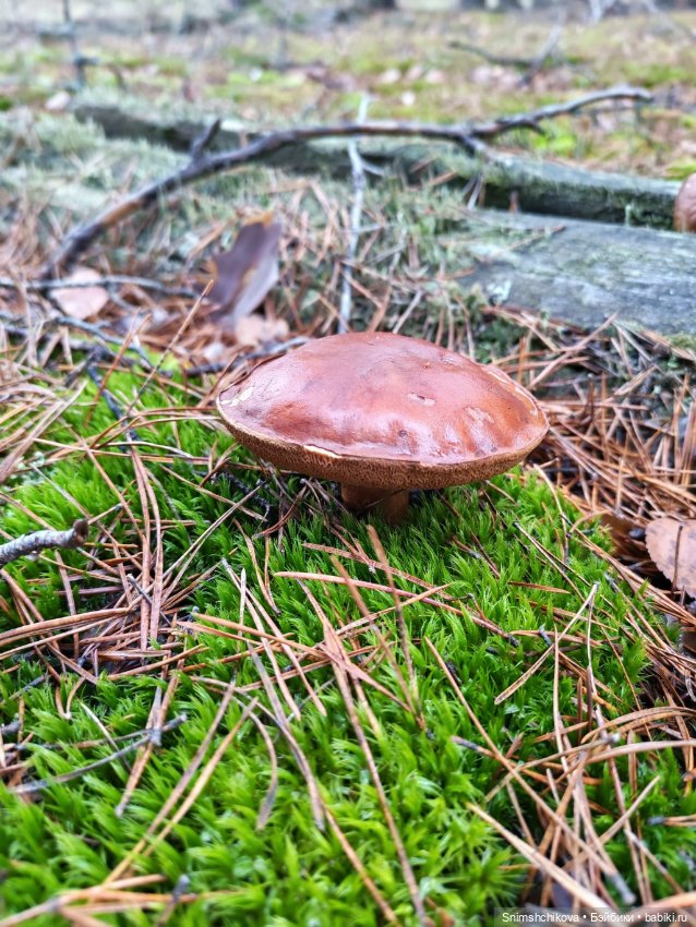 Грибной ноябрь — Авторские куклы BJD (БЖД) у нас дома: фото (фото 7)