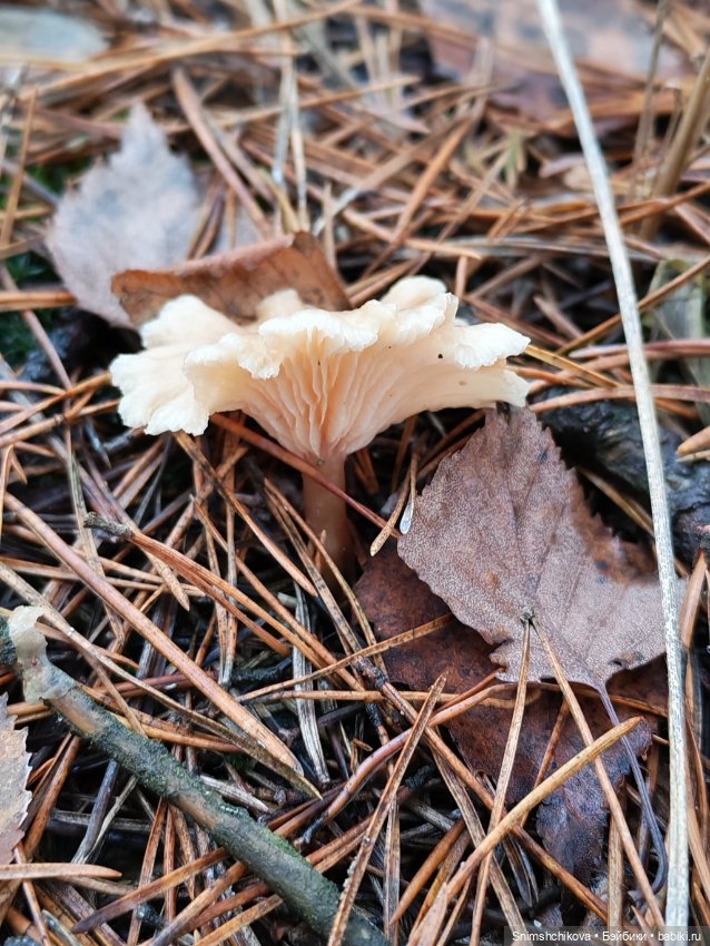 Грибной ноябрь — Авторские куклы BJD (БЖД) у нас дома: фото (фото 6)