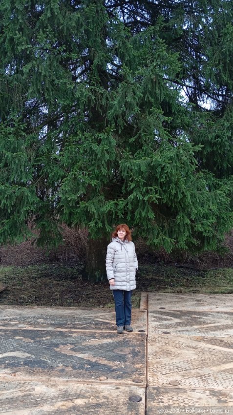 Из лесу ёлочку взяли мы домой (фото 8)