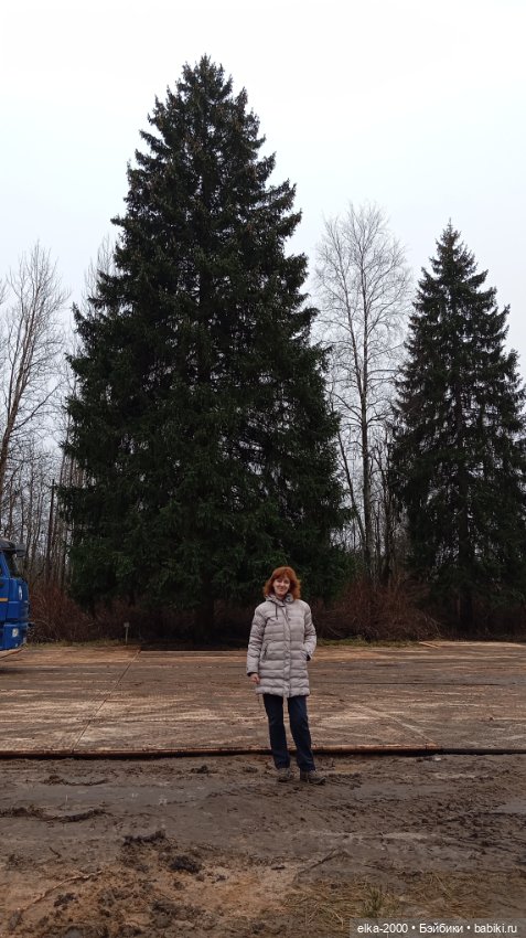 Из лесу ёлочку взяли мы домой (фото 9)