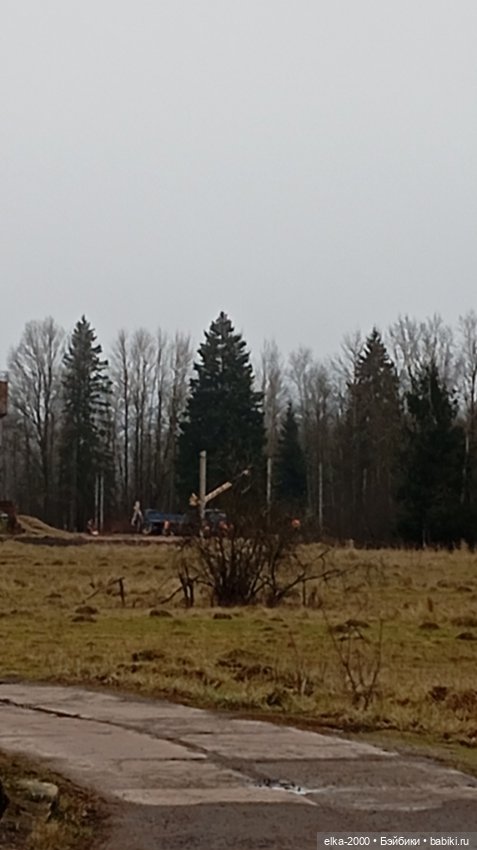 Из лесу ёлочку взяли мы домой