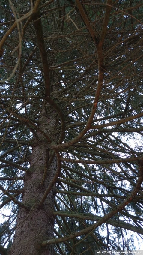 Из лесу ёлочку взяли мы домой (фото 3)