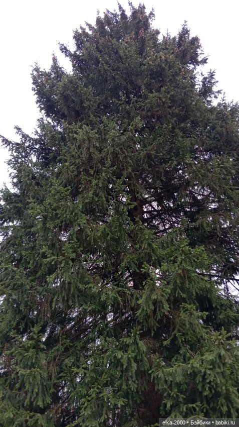 Из лесу ёлочку взяли мы домой (фото 7)