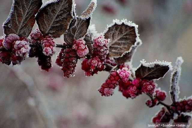 Ноябрь - цвет, фактура, бархат (фото 5)