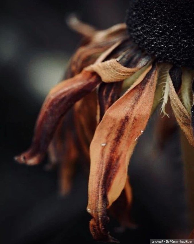 Ноябрь - цвет, фактура, бархат