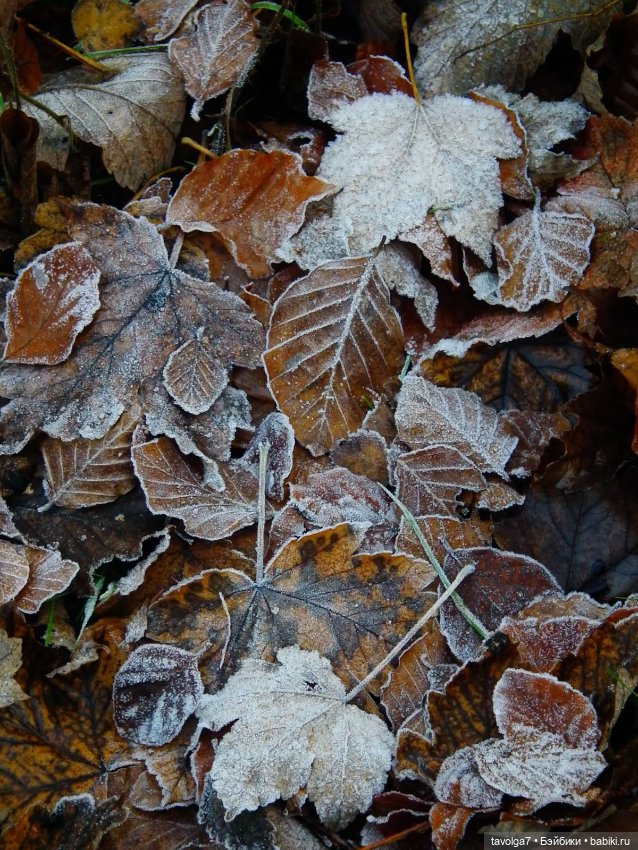 Ноябрь - цвет, фактура, бархат (фото 7)