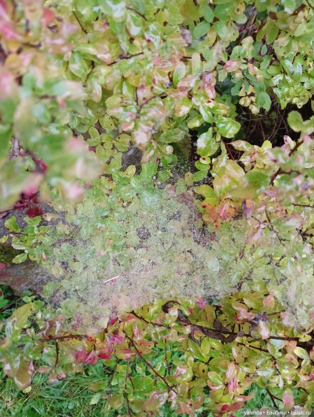 Осенние прогулки — Азиатские виниловые куклы (разное): Китай (фото 6)