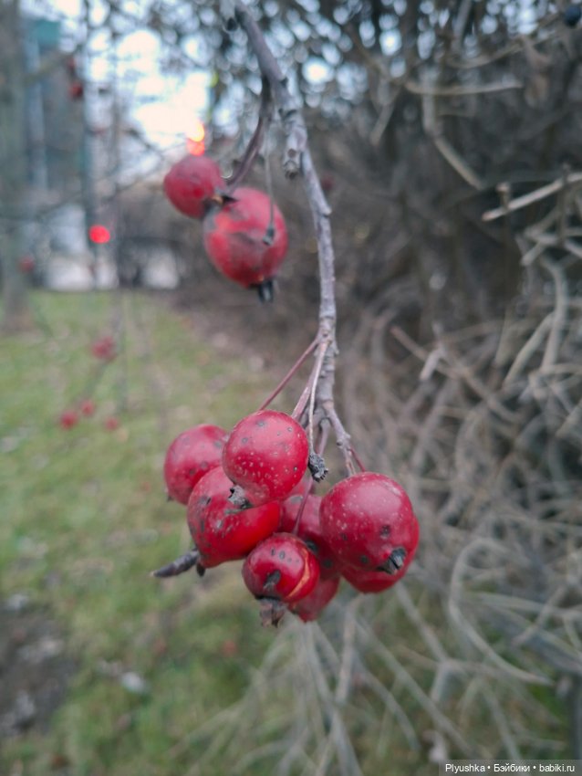 Ну, в общем, я сдалась — Игрушки Labubu (Лабубу) и The Monsters: Pop Mart (фото 6)
