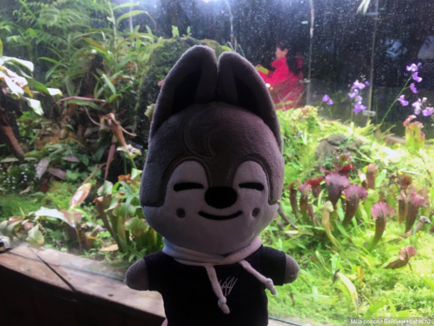 Wolf Chan — Интересные игрушки и фигурки (разное): редкие (фото 2)