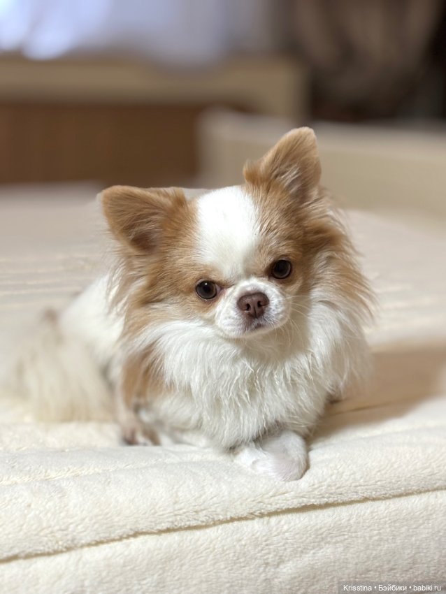 Праздничное настроение 🥳 — ООАК Paola Reina (Паола Рейна) и испанских кукол: перерисовка (фото 5)