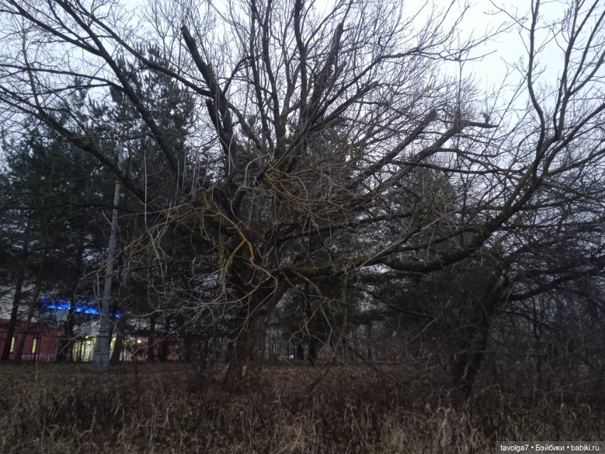 Вероника Кругозор и бесснежный декабрь 2025