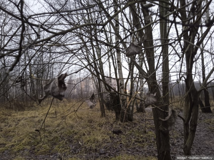 Вероника Кругозор и бесснежный декабрь 2025