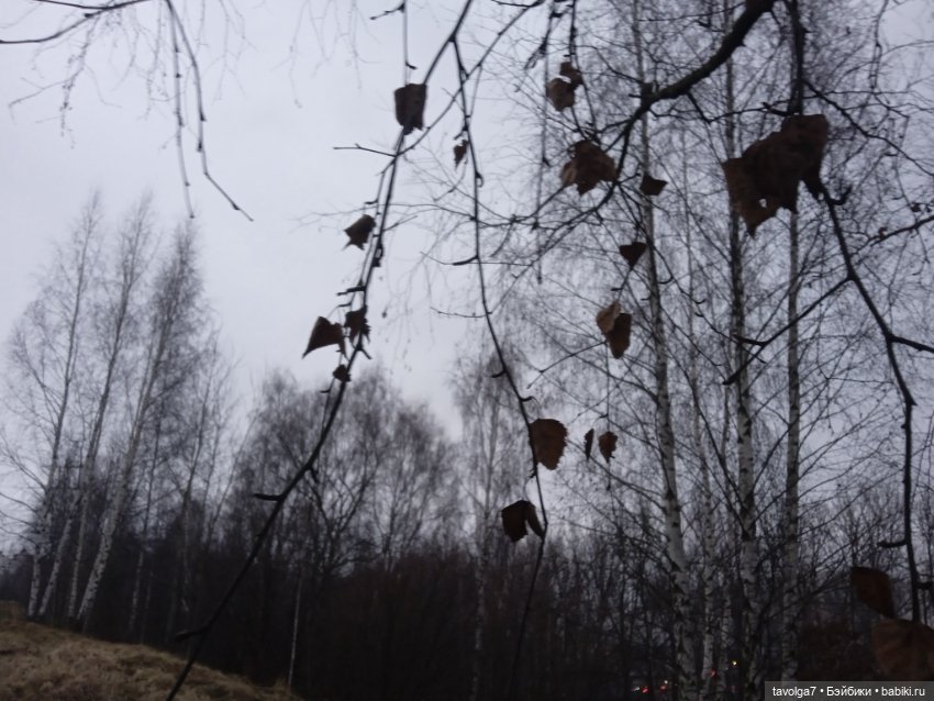 Вероника Кругозор и бесснежный декабрь 2025 (фото 3)