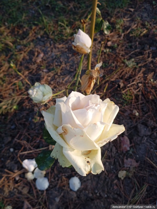 Ноябрьские розы в декабре🌹