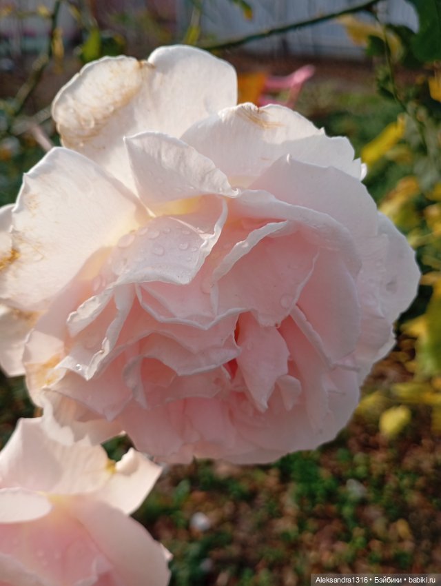 Ноябрьские розы в декабре🌹