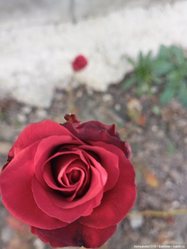 Ноябрьские розы в декабре🌹