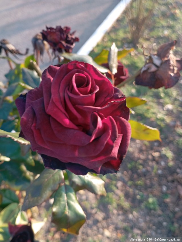 Ноябрьские розы в декабре🌹