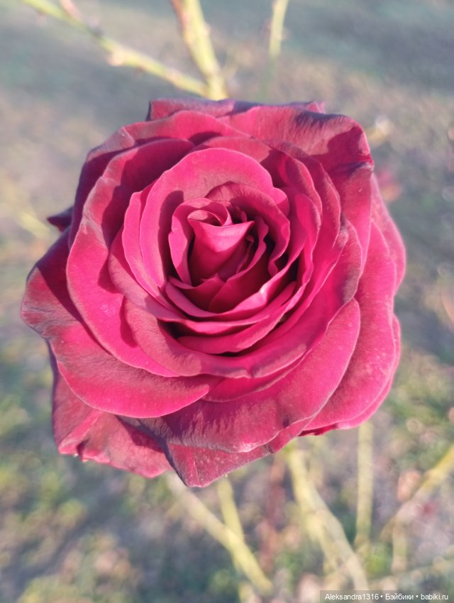 Ноябрьские розы в декабре🌹 (фото 7)