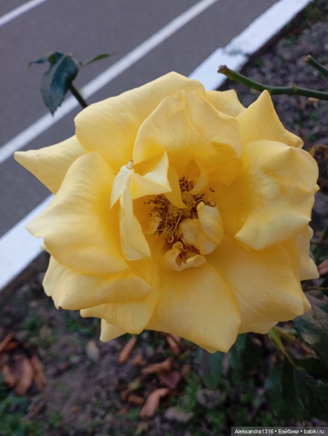 Ноябрьские розы в декабре🌹