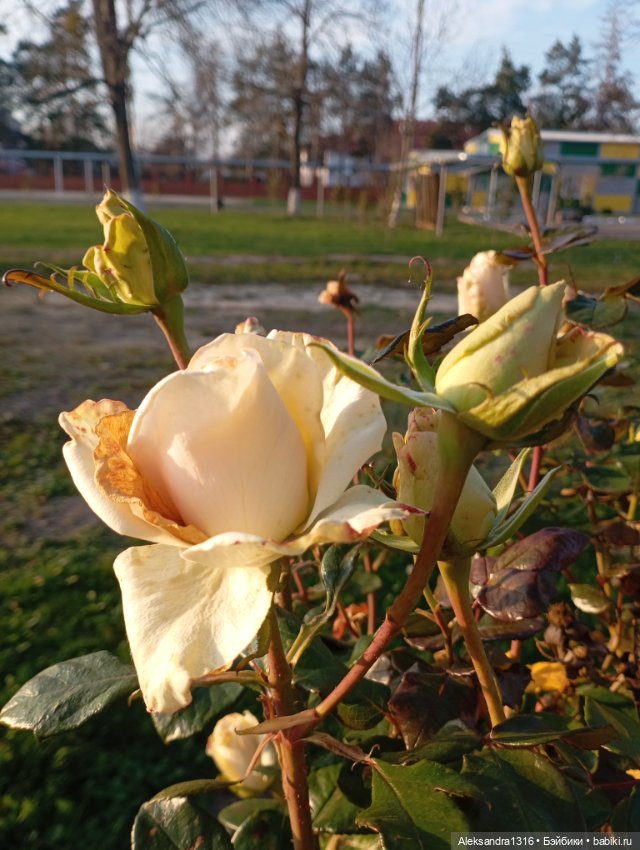 Ноябрьские розы в декабре🌹 (фото 8)