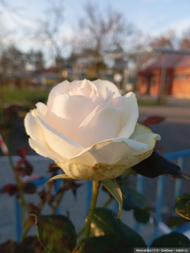 Ноябрьские розы в декабре🌹 (фото 6)