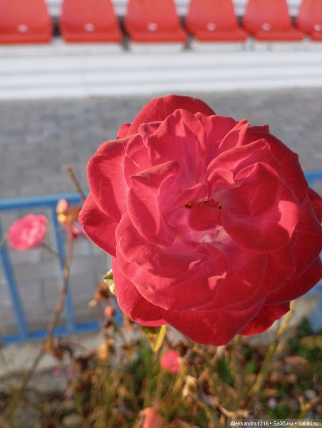 Ноябрьские розы в декабре🌹