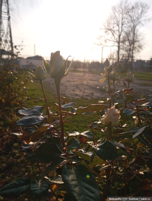 Ноябрьские розы в декабре🌹