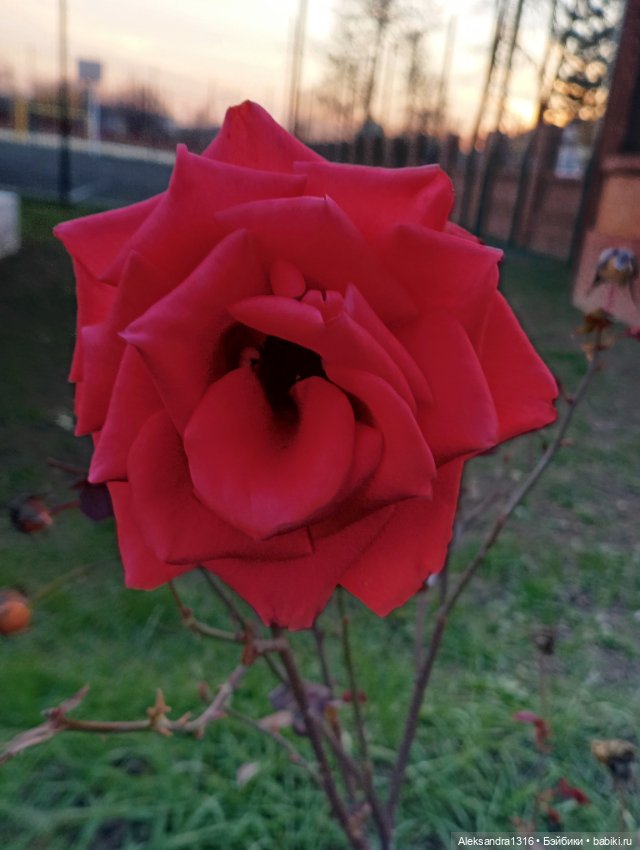 Ноябрьские розы в декабре🌹
