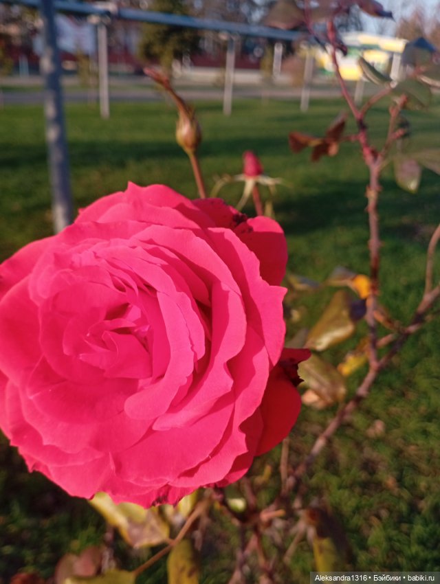 Ноябрьские розы в декабре🌹