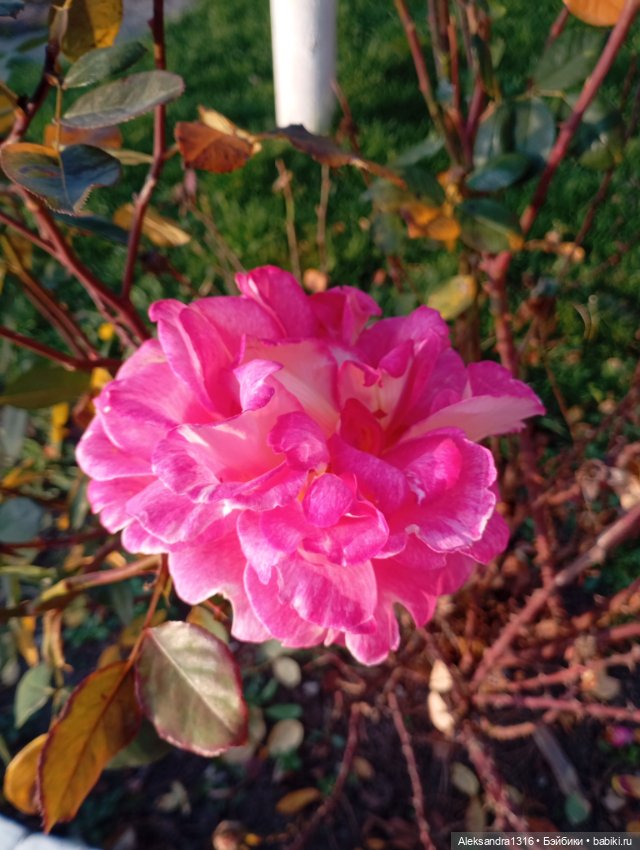 Ноябрьские розы в декабре🌹 (фото 5)