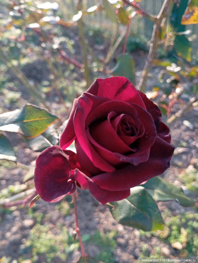 Ноябрьские розы в декабре🌹