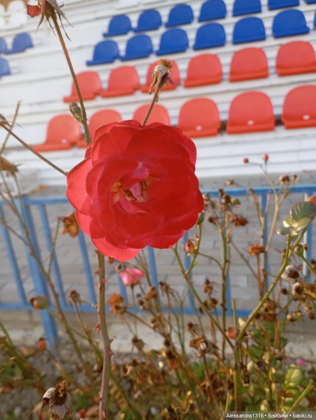 Ноябрьские розы в декабре🌹