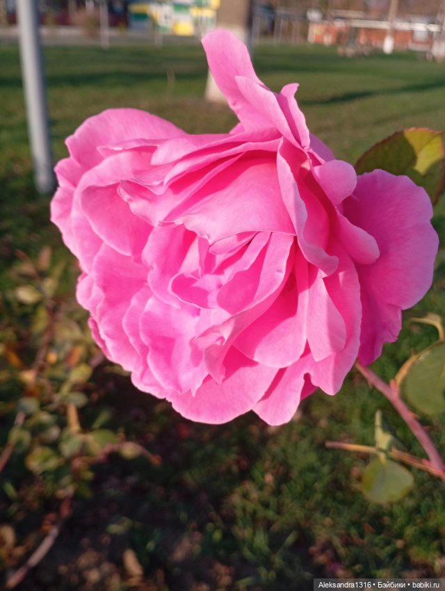 Ноябрьские розы в декабре🌹