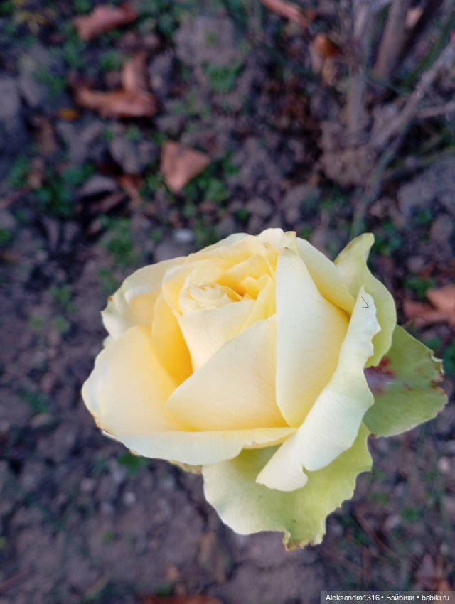 Ноябрьские розы в декабре🌹