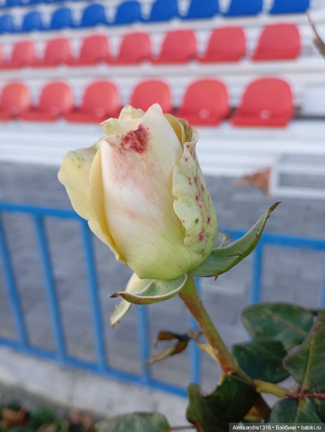 Ноябрьские розы в декабре🌹