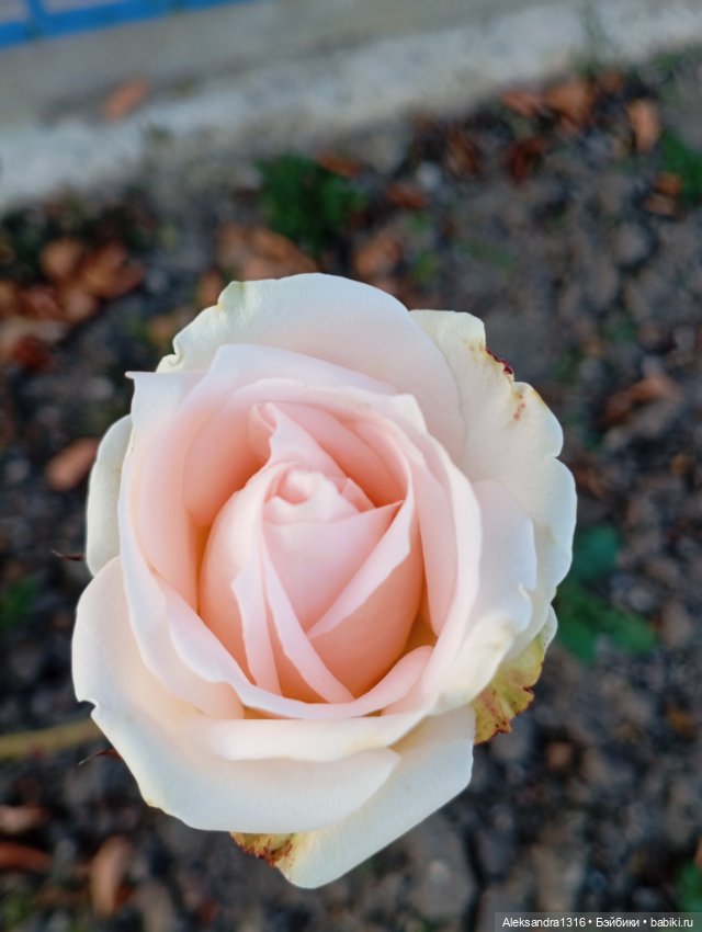 Ноябрьские розы в декабре🌹