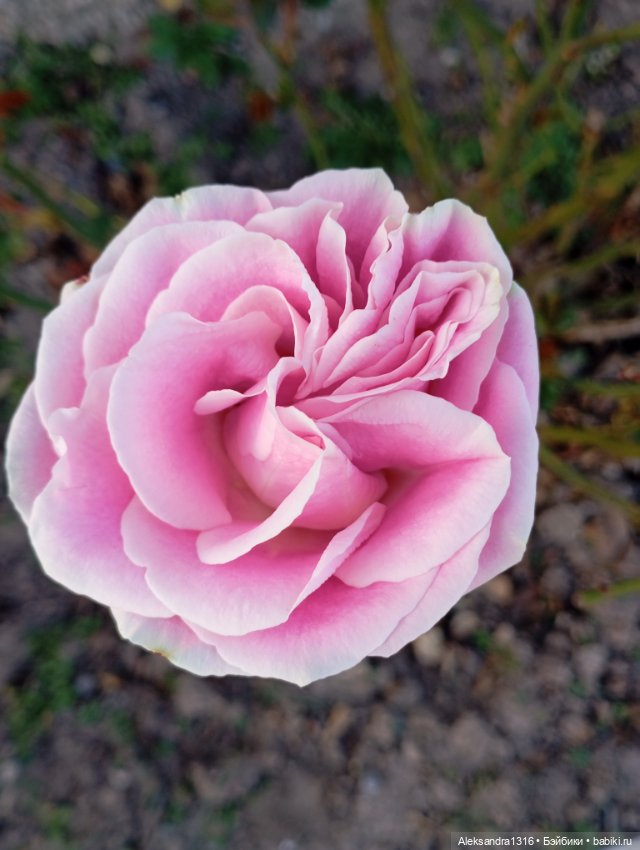 Ноябрьские розы в декабре🌹