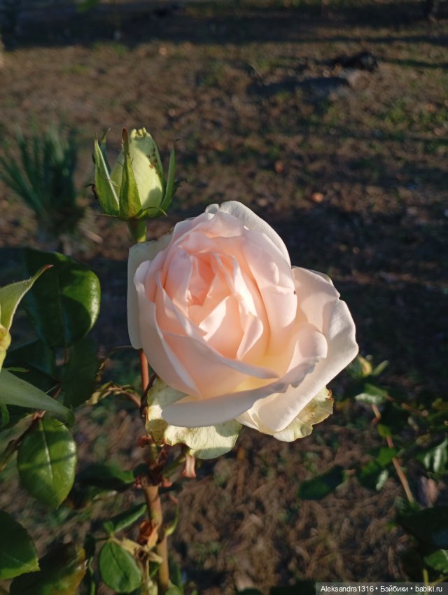 Ноябрьские розы в декабре🌹