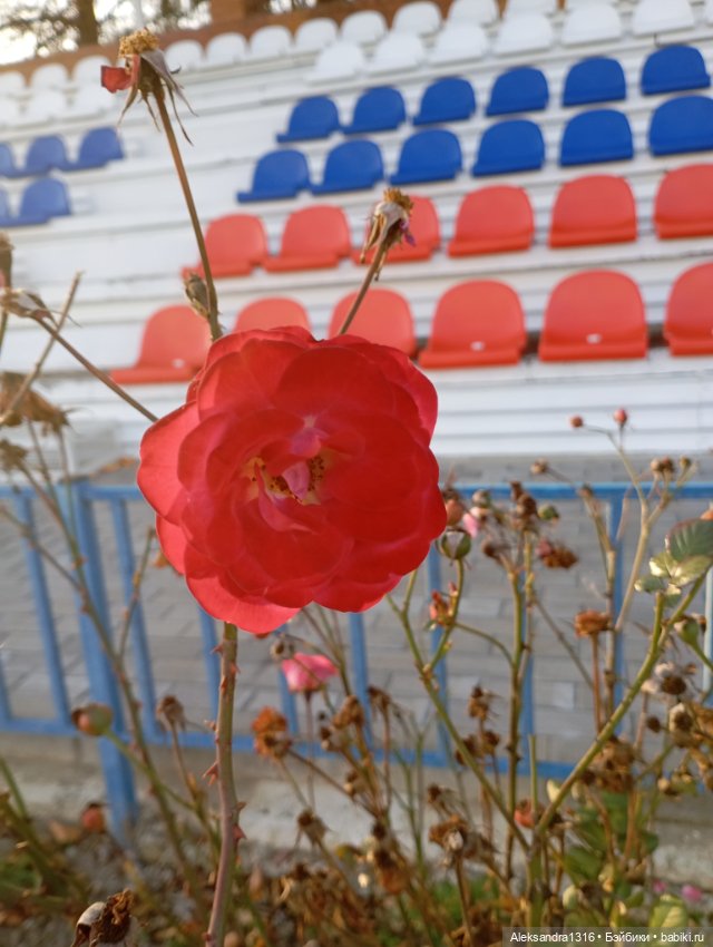 Ноябрьские розы в декабре🌹