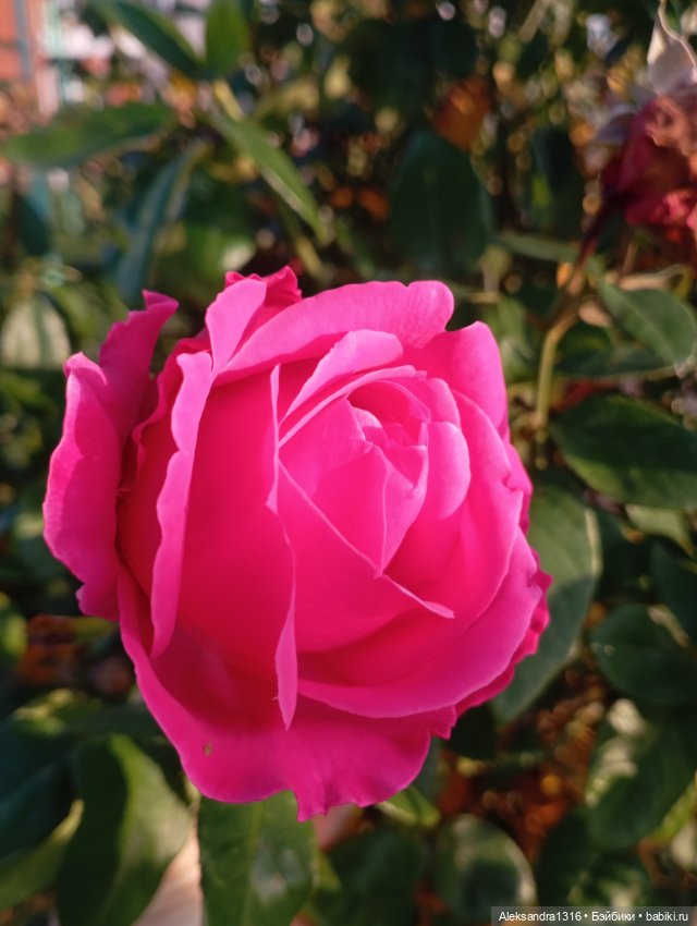 Ноябрьские розы в декабре🌹