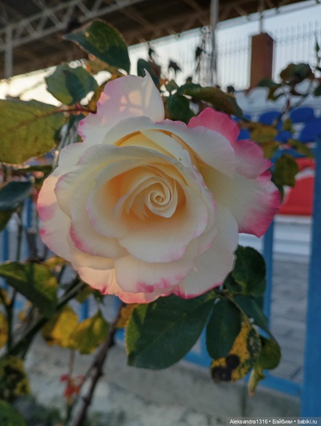 Ноябрьские розы в декабре🌹