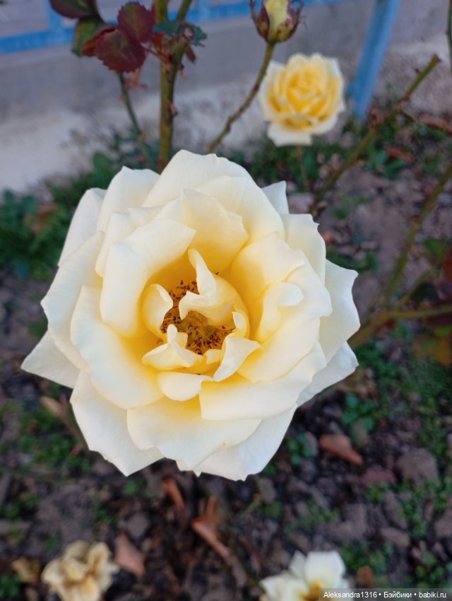 Ноябрьские розы в декабре🌹