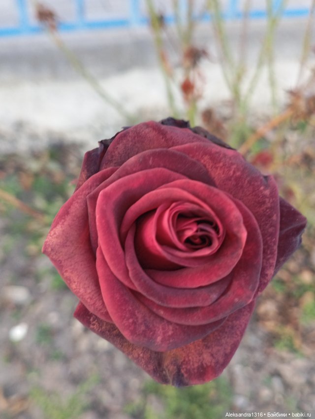 Ноябрьские розы в декабре🌹