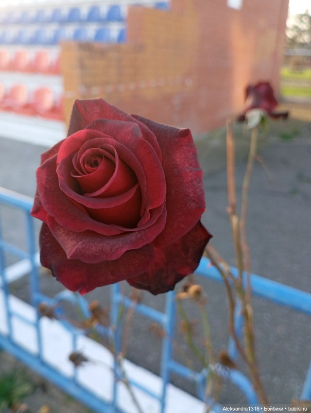 Ноябрьские розы в декабре🌹