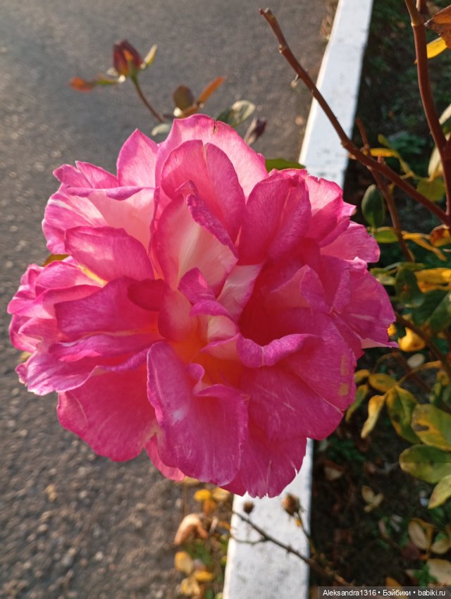 Ноябрьские розы в декабре🌹