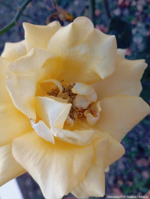 Ноябрьские розы в декабре🌹 (фото 2)