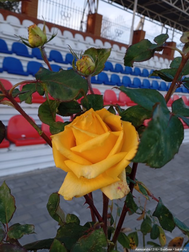 Ноябрьские розы в декабре🌹