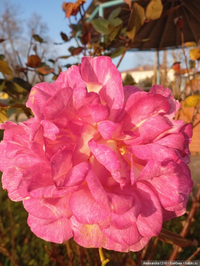 Ноябрьские розы в декабре🌹