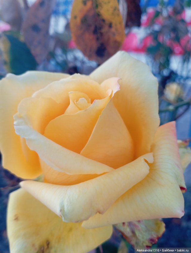 Ноябрьские розы в декабре🌹